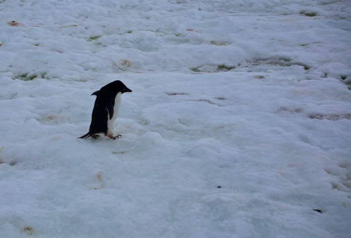An Adélie penguin on Edwards Island #4 in the Amundsen Sea