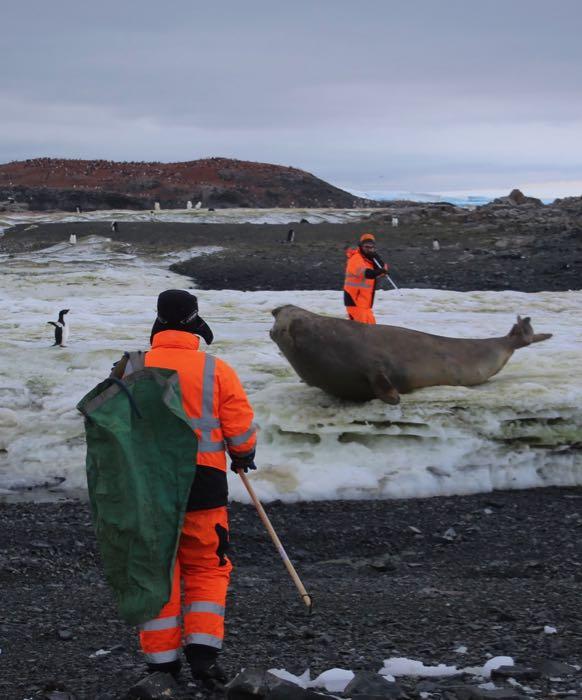 Researcher Gui Bortolotto approaches an elephant seal while Lars Boehme looks on