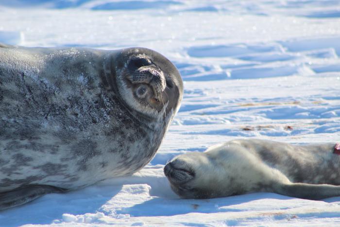 A mother Weddell seal watches over her sleeping pup