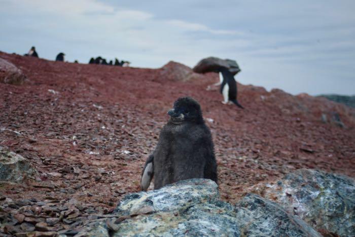 A young Adélie penguin on Edwards Island #4