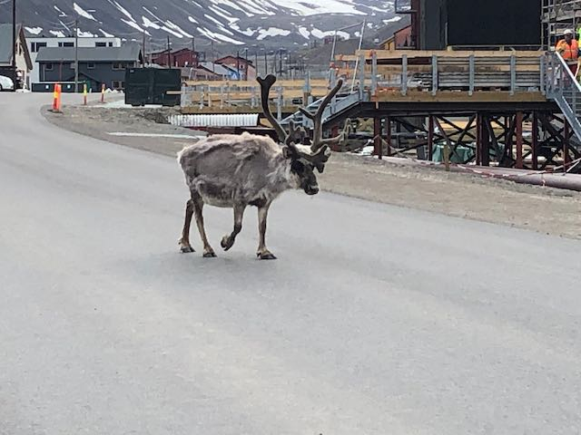 Reindeer in Longyearbyen
