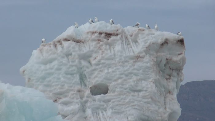 Herring gulls on an iceberg