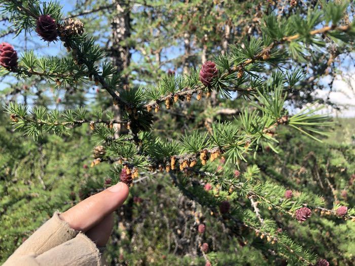 Male/female larch cones photographed by Amanda Ruland