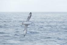 Bill Schmoker: "Northern fulmars employ stiff-winged dynamic soaring to cover a lot of territory without much muscular effort." Aboard the USCGC Healy in the southern Bering Sea. 58.40°N, 175.89°W.  Photo by Bill Schmoker (PolarTREC 2015), Courtesy of ARCUS.