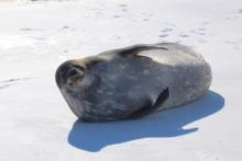 A happy seal in the sunshine. Picture taken under ACA Permit number 2018-013 M#1 MMPA Permit Number 21006-01