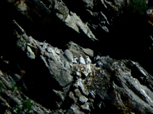 Gyrfalcon Nestlings (Falco rusticolus)