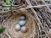 White-crowned Sparrow Nest