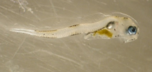 Fish larva. (Courtesy of Janet Duffy-Anderson)