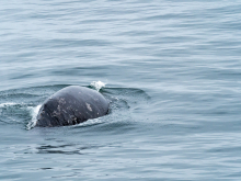 The back of a Gray Whale with no dorsal fin. (Courtesy of Lindsey Leigh Graham)