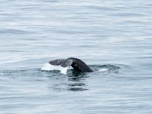 Gray Whale fluke. (Courtesy of Lindsey Leigh Graham)