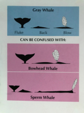 The characteristics of the Gray Whale and how to spot them. (Guide to Marine Mammals of Alaska)