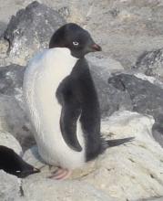 An Adelie Penguin in the colony at Cape Royds, Antarctica.