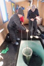 Pulling up the plankton net