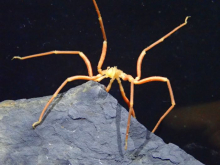 Sea spider on a rock with two of its legs raised