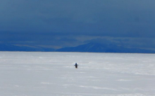 Adélie penguin on the sea ice