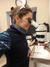 Amy Osborne looking through a microscope