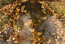 Birch leaves in a pool