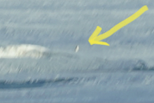 A blurry penguin with an arrow pointing to it