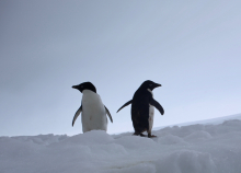 Adélie penguins that are part of the large colony that nests in the Edwards Islands. Edwards Islands #10, Amundsen Sea, Antarctica. Credit to Read:  