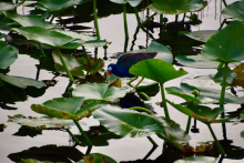 Purple gallinule searching for food among the spatterdock plants. 