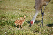 Sandhill crane chick looking at the camera!