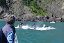 Humpback Whales Surfacing