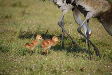 Sandhill crane chicks following the long legs of their parents. 