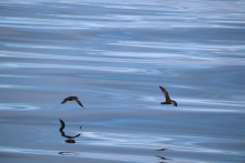 Short tailed shearwaters in flight