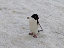 An Adélie penguin on Edwards Island #4 in the Amundsen Sea, Antarctica.