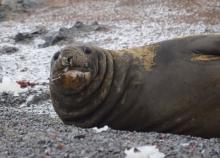 A southern male elephant seal on Edwards Island #4, Antarctica