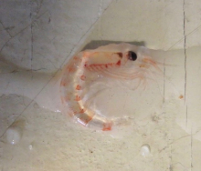 An Antarctic krill
