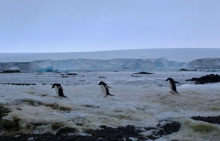 Adélie penguins on Edwards Island #10 in the Amundsen Sea