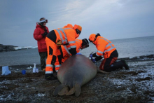 Researchers hustle to finish the process of attaching a tag to an elephant seal (Permit FCO No. 03/2019-20)