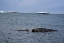 A tagged female southern elephant seal rests in the water next to a male of the same species