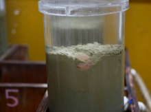 Sea anemone captured in a megacore sample