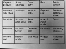 The BINGO game created by one of the researchers onboard the R/V Nathaniel B. Palmer in the Amundsen Sea