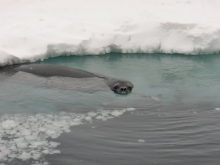 Weddell seal coming up for air