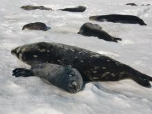 Seals on the ice