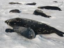 Seals sleeping