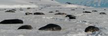 Seal colony