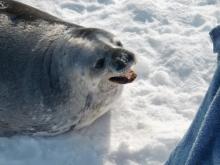 Weddell seal head and neck