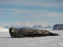 Weddell seal with a new fur coat