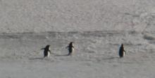 Adelie penguins
