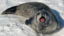 Seal pup crying