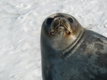 Weddell seal with surfactant