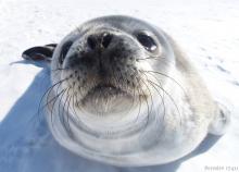 Seal selfie