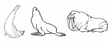 Seal, sea lion and walrus silhouettes
