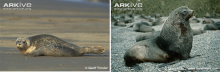 Compare a seal and a sea lion