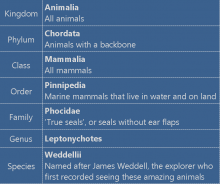 Weddell seal classification