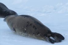Weddell seal molting